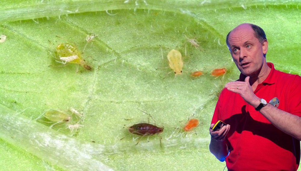 Image of a man inset on a picture of aphids on a leaf